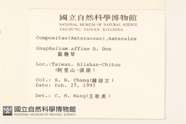 鼠麴草藏品圖，第2張