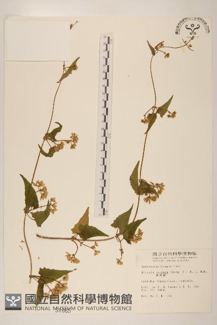 蔓澤蘭藏品圖，第1張