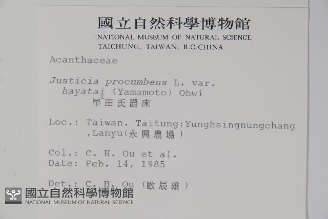 早田氏爵床藏品圖，第2張