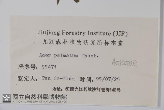 雞爪槭藏品圖，第2張