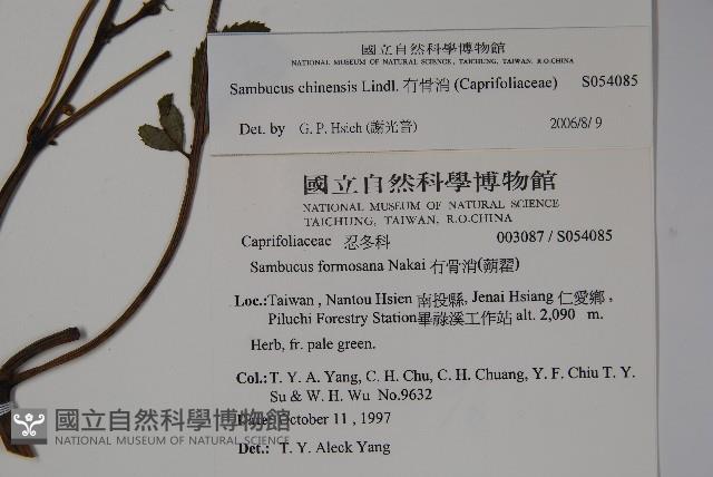 冇骨消藏品圖，第2張