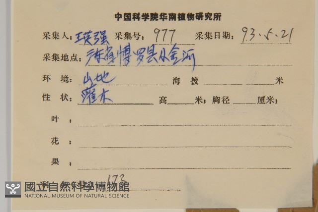 百齒衛矛藏品圖，第2張