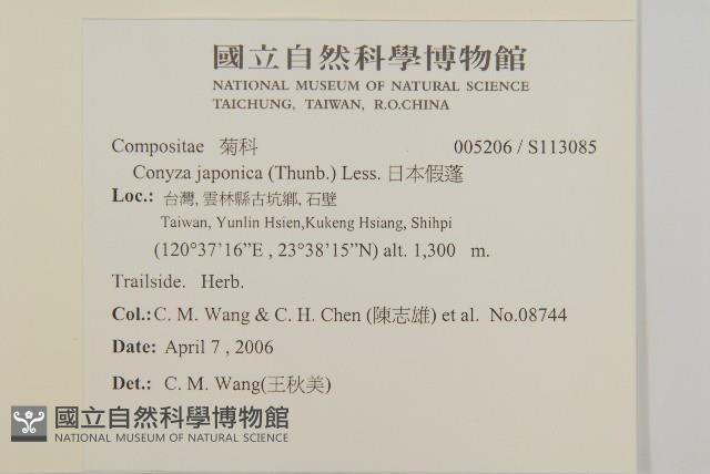 日本假蓬藏品圖，第2張