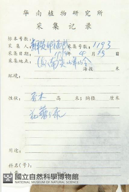 亮葉杜英藏品圖，第2張