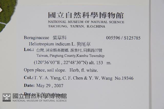 狗尾草藏品圖，第2張