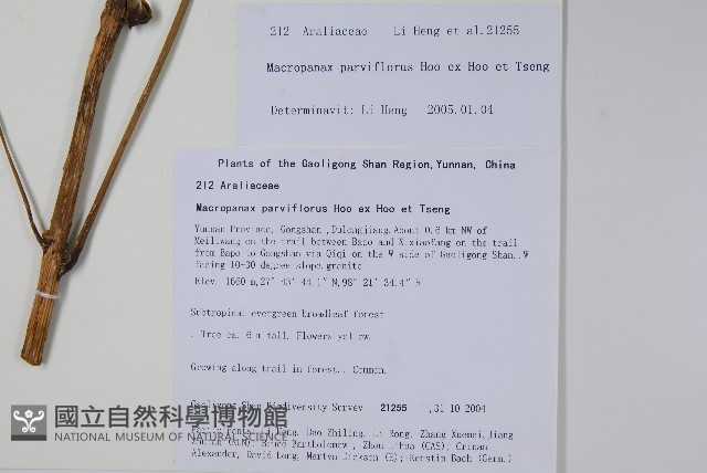 小花大參藏品圖，第2張