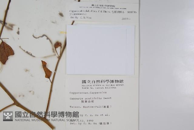 毛瓣蝴蝶木藏品圖，第2張