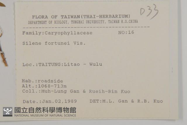 蠅子草藏品圖，第2張