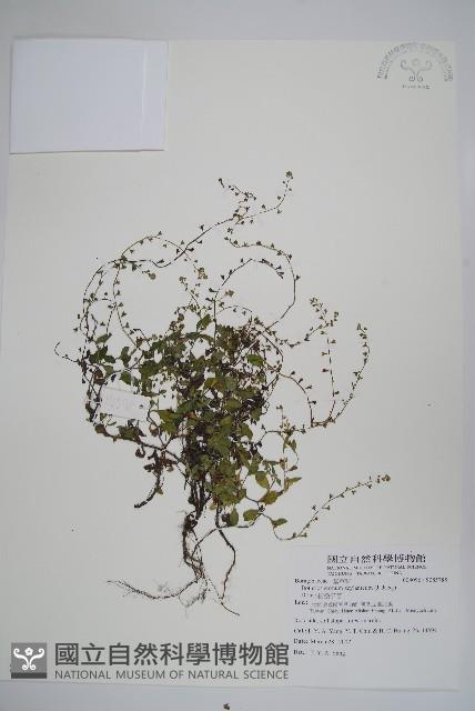 附地菜藏品圖，第1張