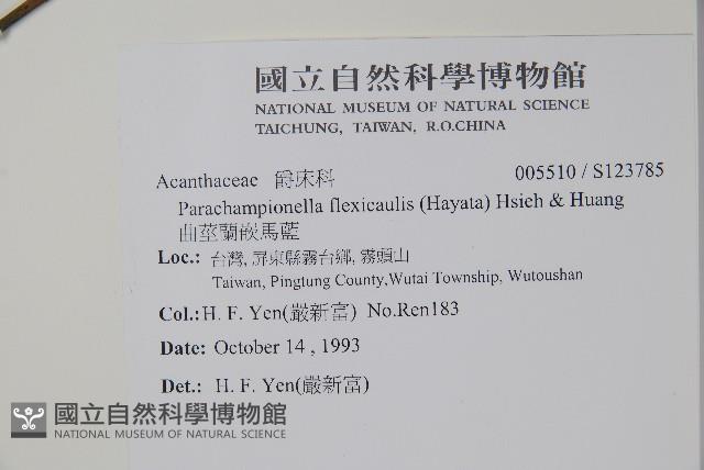 曲莖馬藍藏品圖，第2張