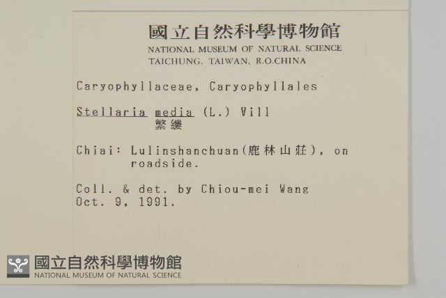繁縷藏品圖，第2張