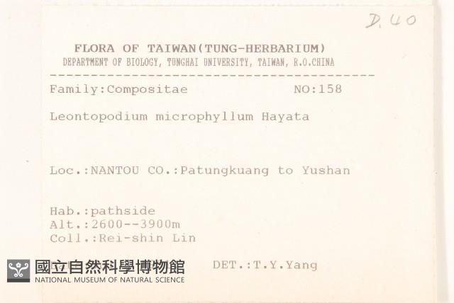 玉山薄雪草藏品圖，第2張