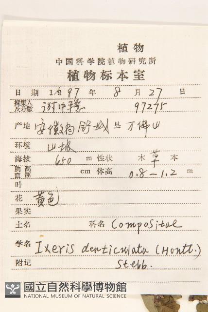 苦實菜藏品圖，第2張