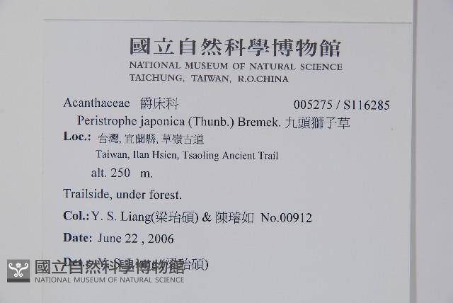 九頭獅子草藏品圖，第2張