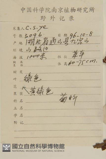 油菊、野菊藏品圖，第2張