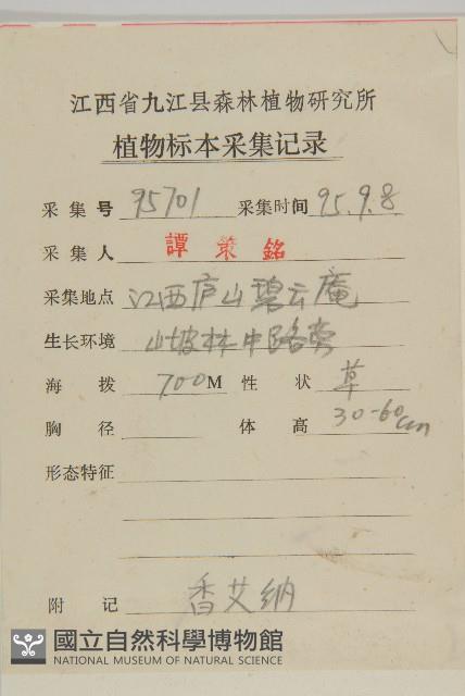 薄葉艾納香藏品圖，第2張