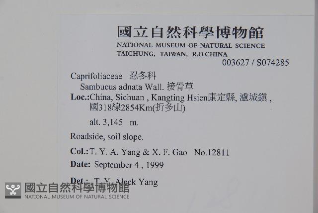 接骨草藏品圖，第2張