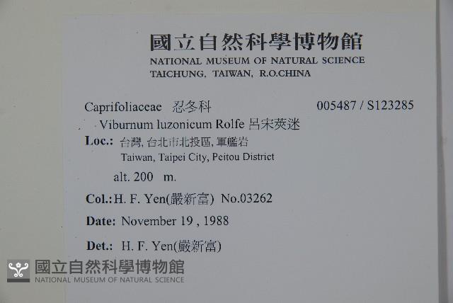 呂宋莢迷藏品圖，第2張