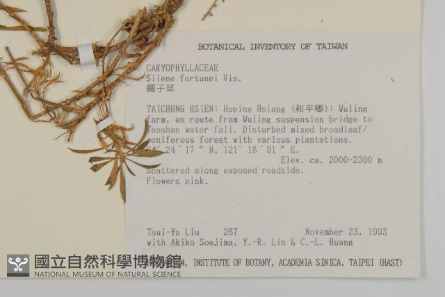 蠅子草藏品圖，第2張