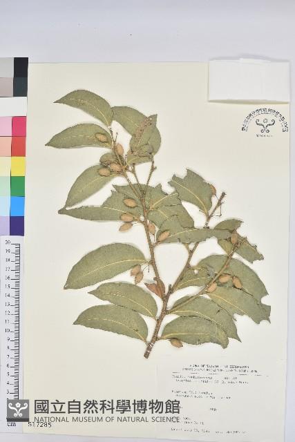 鐵色藏品圖，第1張