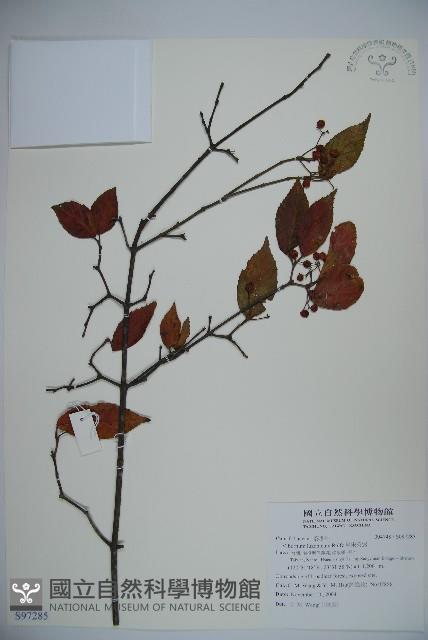 呂宋莢迷藏品圖，第1張