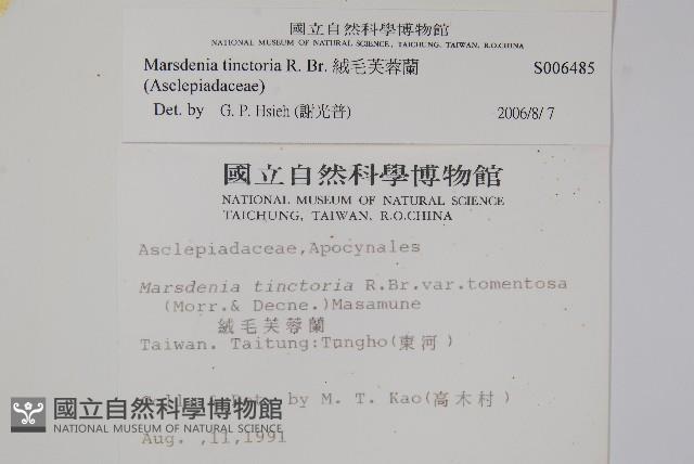 絨毛芙蓉蘭藏品圖，第2張