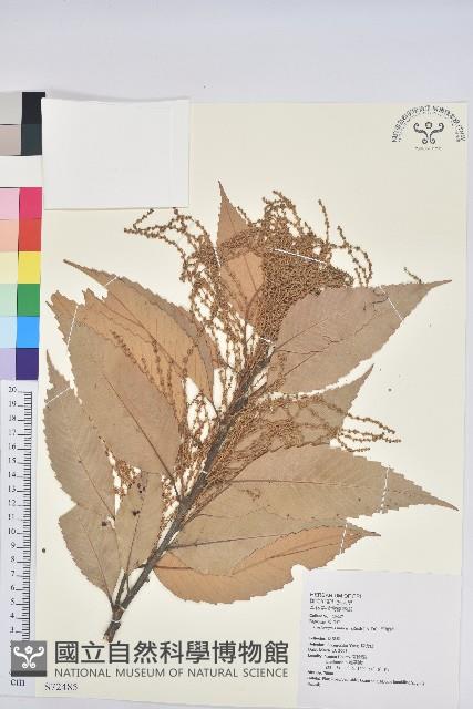 印度苦櫧藏品圖，第1張