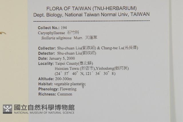 雀舌草藏品圖，第2張