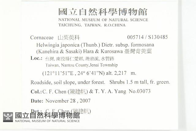 臺灣青莢葉藏品圖，第2張