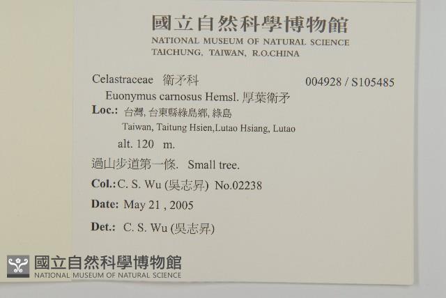 厚葉衛矛, 源一木藏品圖，第2張