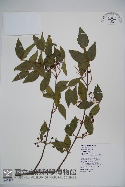 呂宋莢迷藏品圖，第1張