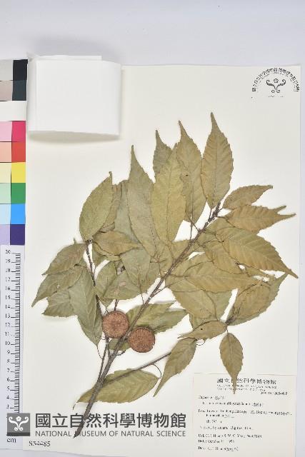 油葉石櫟藏品圖，第1張