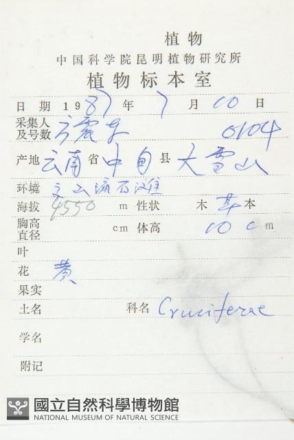 雲南葶藶藏品圖，第2張