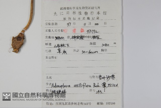 杏葉沙參藏品圖，第2張