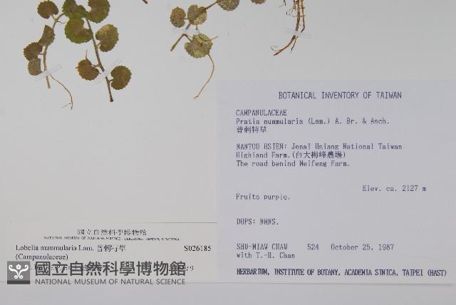 普刺特草藏品圖，第2張