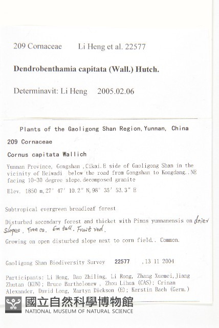 頭狀四照花藏品圖，第2張