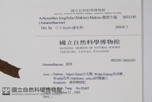 柳葉牛膝藏品圖，第2張