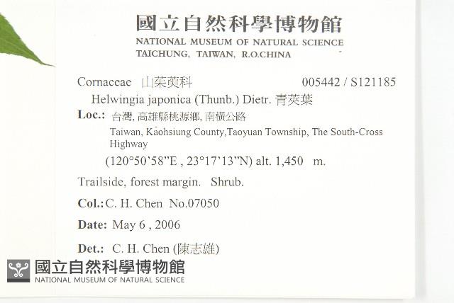 青莢葉藏品圖，第2張