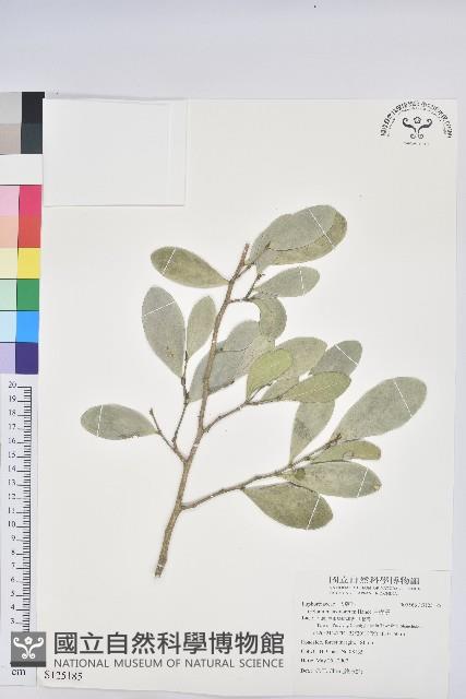 白樹仔藏品圖，第1張