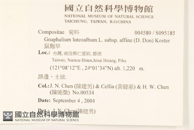 鼠麴草藏品圖，第2張