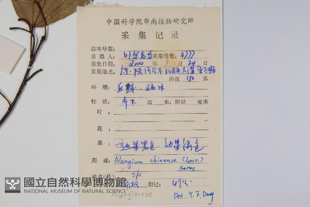 八角楓藏品圖，第2張