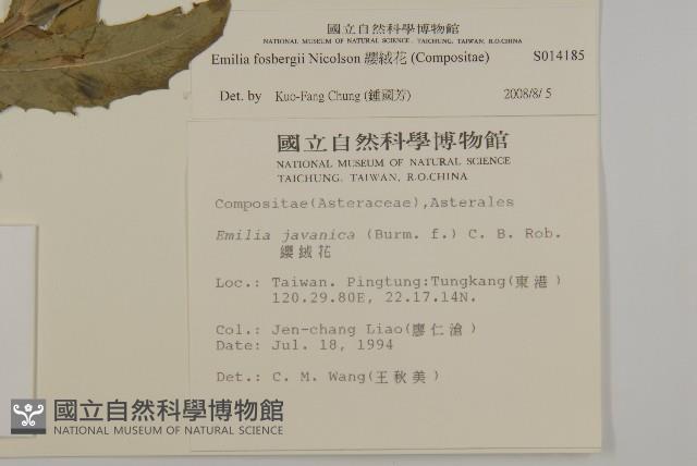 纓絨花藏品圖，第2張