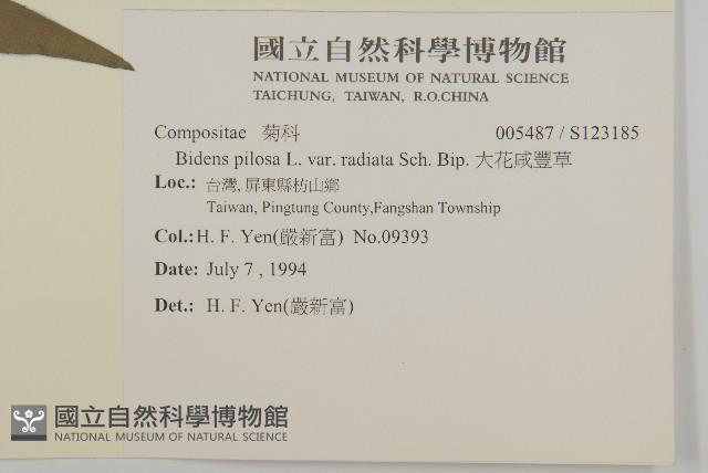 大花咸豐草藏品圖，第2張