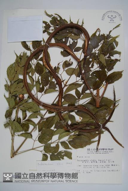 山菜豆藏品圖，第1張