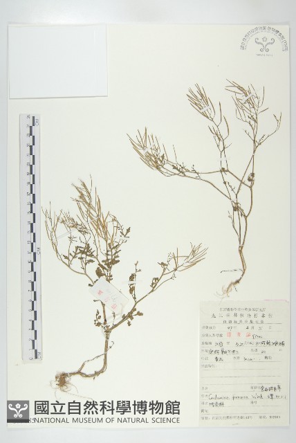 焊菜藏品圖，第1張