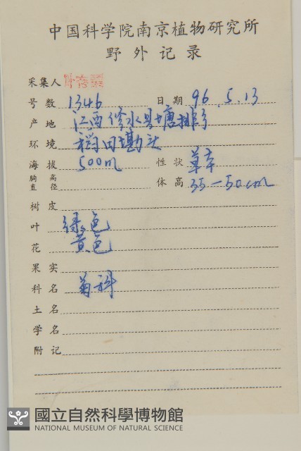 日本假蓬藏品圖，第2張
