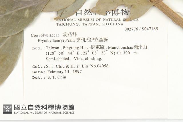 亨利氏伊立基藤藏品圖，第2張