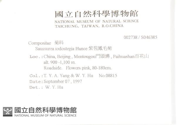 紫苞鳳毛菊藏品圖，第2張