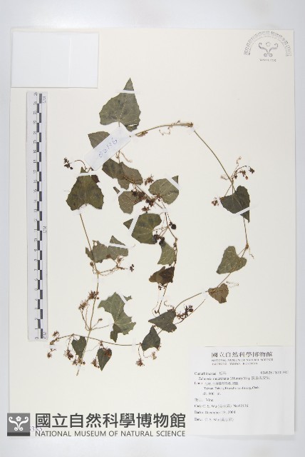 黑果馬交兒藏品圖，第1張