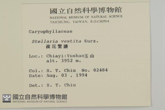 疏花繁縷藏品圖，第2張